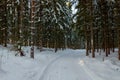 Snow covered path in scandinavian winter forest Royalty Free Stock Photo