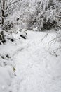 Snow covered path with snow covered branches blocking path