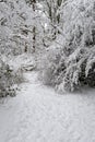 Snow covered path with snow covered branches blocking path