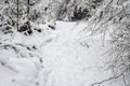 Snow covered path with snow covered branches blocking path