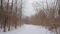 Snow covered path  throug a bare winter forest Royalty Free Stock Photo
