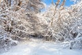 snow-covered path in forest park in winter morning Royalty Free Stock Photo