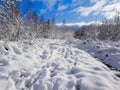 Snow-covered path among the trees in the wild forest. Winter forest