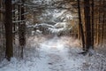 A snow-covered path winds through a dense forest, creating a striking winter scene, A path through the woods, freshly covered in Royalty Free Stock Photo