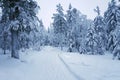 Snow covered path in the winter forest in the evening Royalty Free Stock Photo