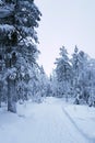 Snow covered path in the winter forest in the evening Royalty Free Stock Photo