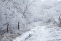 Snow covered path in winter forest Royalty Free Stock Photo