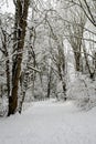 Snow covered path in a wooded winter landscape