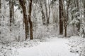 Snow covered path in a wooded winter landscape