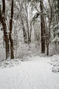 Snow covered path in a wooded winter landscape