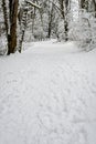 Snow covered path in a wooded winter landscape