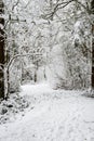 Snow covered path in a wooded winter landscape, snow falling from trees