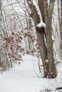 Snow-covered path through woods Royalty Free Stock Photo