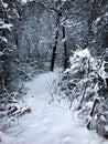 Snow Covered Path in the Woods Royalty Free Stock Photo