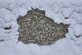 Snow-Covered Pavement Texture Contrast in Winter Royalty Free Stock Photo