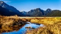 Snow covered peaks of the Coast Mountains surrounding the Pitt River and Pitt Lake in the Fraser Valley of British Columbia Canada Royalty Free Stock Photo