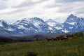 Snow covered peaks overlooking a herd of elk crossing a field ! Royalty Free Stock Photo