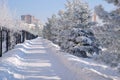Snow covered pedestrian road in winter city. Coniferous trees along the street. Winter sunny cityscape. Royalty Free Stock Photo