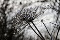 Snow-covered perennial plant, dark scene, frosty hogweed flowers in winter with selective focus. Resembles cartwheel Royalty Free Stock Photo