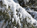 Snow covered pine bough Royalty Free Stock Photo