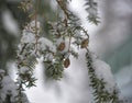 Snow covered pine bough with mini pinecones dangling.