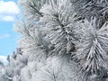 Snow covered pine branch Royalty Free Stock Photo