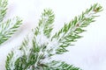 Snow covered pine branch Royalty Free Stock Photo