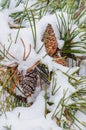 Snow covered pine branch with cones Royalty Free Stock Photo