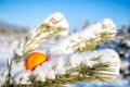 On a snow-covered pine branch in the forest put orange fruit, decoration Royalty Free Stock Photo