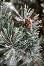 Snow covered pine branch, close up Royalty Free Stock Photo