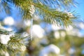 Snow-covered Pine Branch with Icicle on Clear Blue Sky Background at Sunny Warm Spring Day Royalty Free Stock Photo