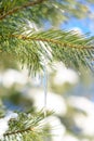 Snow-covered Pine Branch with Icicle on Clear Blue Sky Background at Sunny Warm Spring Day Royalty Free Stock Photo