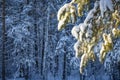 Snow-covered pine branch illuminated by the sun, winter day