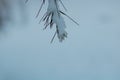 Snow covered pine branch and leaves in focus. Royalty Free Stock Photo