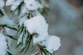 Snow covered pine branch and leaves in focus. Royalty Free Stock Photo