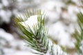 Snow-covered pine branch in snowfall close-up. Fabulous winter forest landscape. Christmas tree. The atmosphere of Royalty Free Stock Photo