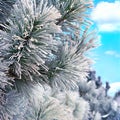 Snow covered pine branch Royalty Free Stock Photo