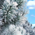 Snow covered pine branch Royalty Free Stock Photo