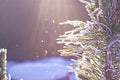 Snow-covered pine branch in the sunlight