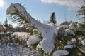 Pine branch covered with snow in winter against the blue sky Royalty Free Stock Photo