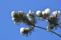 Snow-covered pine branches against blue sky. Royalty Free Stock Photo