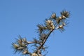 Snow-covered pine branches against blue sky Royalty Free Stock Photo