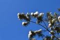 Snow-covered pine branches against blue sky. Royalty Free Stock Photo