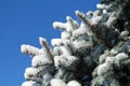 Snow Covered Pine Branches Against a Blue Sky Royalty Free Stock Photo