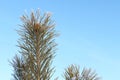 Snow-covered pine branches against the blue sky Royalty Free Stock Photo
