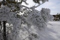Snow-covered pine branches in the forest
