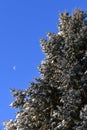 Snow covered pine branches with moon in the background Royalty Free Stock Photo