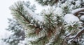 Snow-covered pine branches with two visible pinecones. The evergreen needles are dusted with a layer of snow Royalty Free Stock Photo