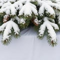 Of other elements emphasizing the natural beauty and detail of the pine Royalty Free Stock Photo