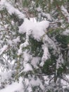 snow-covered pine branches Royalty Free Stock Photo